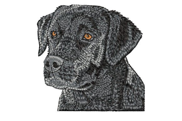 Download Black Labrador Retriever - Retriever Collection