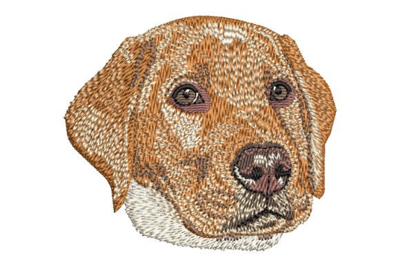Download Red Fox Labrador Retriever Puppy - Premium Bundle