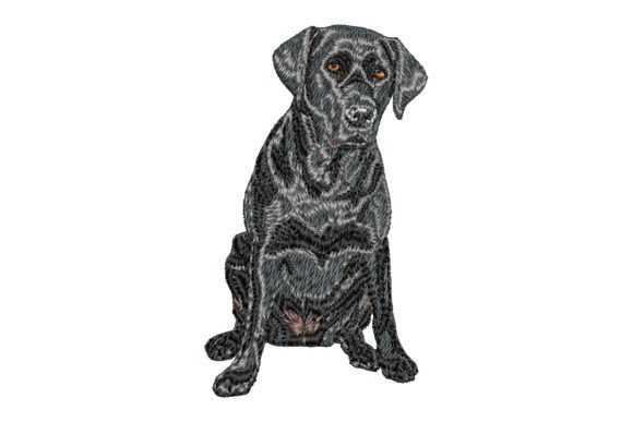 Download Black Labrador Retriever - Premium Resources
